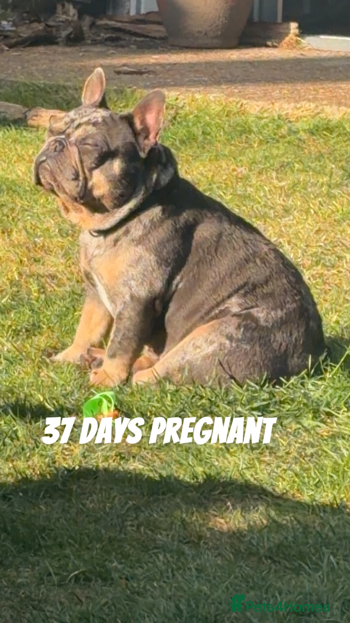 French Bulldog dogs for sale: French bulldog puppy’s  - Advert 5