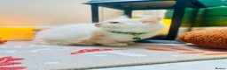 Ragdoll cats for sale: Pedigree ragdolls with docs and certificates - Advert 22