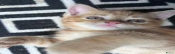 Exotic cats for sale: Exotic Persian shorthair - Advert 3