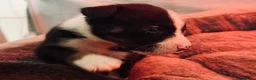 Mixed Breed dogs for sale: 🐾BULLDOG X BORDER COLLIE PUPPIES - Advert 16