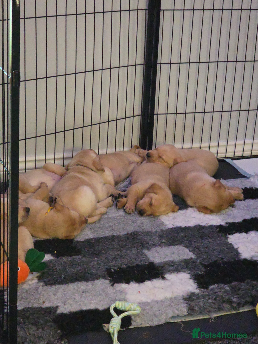 Labrador Retriever dogs for sale: Gorgeous Labrador puppies - Advert 3