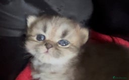 Persian cats for sale: persian chinchilla kittens  - Image 4