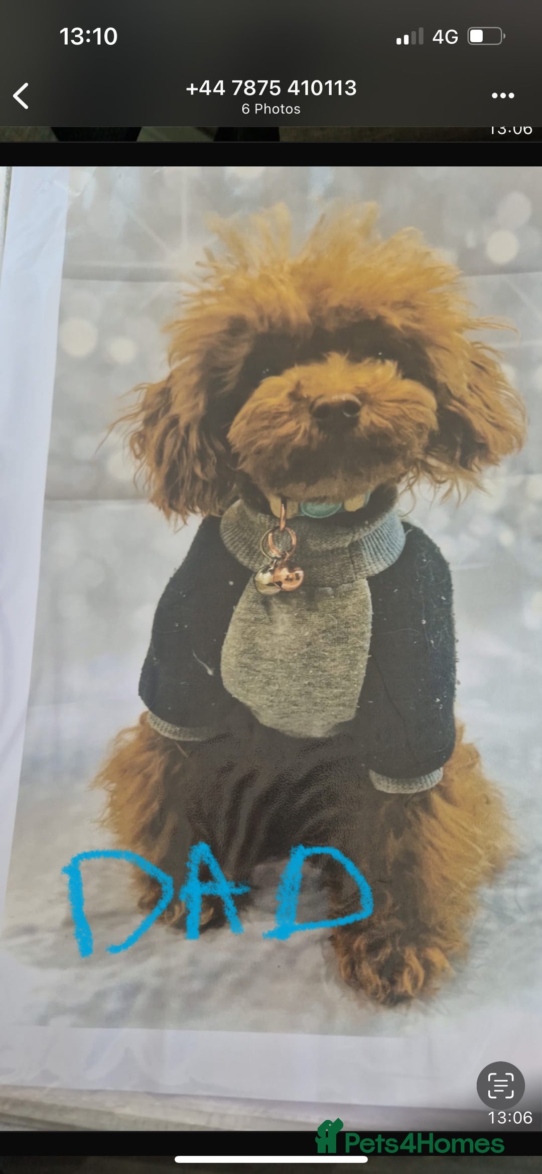 Cockapoo dogs for sale: Beautiful toy cockapoo  - Advert 9