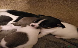 Chihuahua dogs for sale: KC Chihuahua puppies  - Image 17