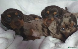 Dachshund dogs for sale: Quality miniture dachshund forSale Ready now  - Image 12