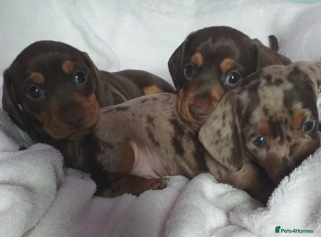 Dachshund dogs for sale: Quality miniture dachshund forSale Ready now  - Image 12