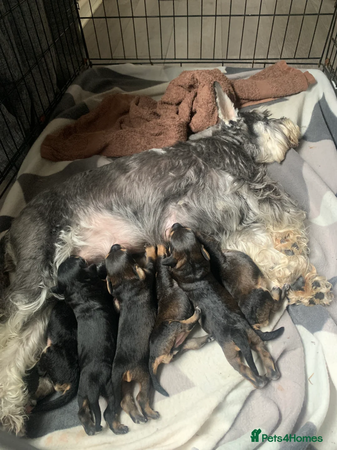 Schnoodle dogs for sale: Gorgeous mini snoodles in Worcester - Advert 2