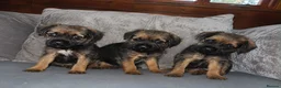 Border Terrier dogs for sale: 3 Border Terrier puppies 8 weeks old  in Slough - Advert 3