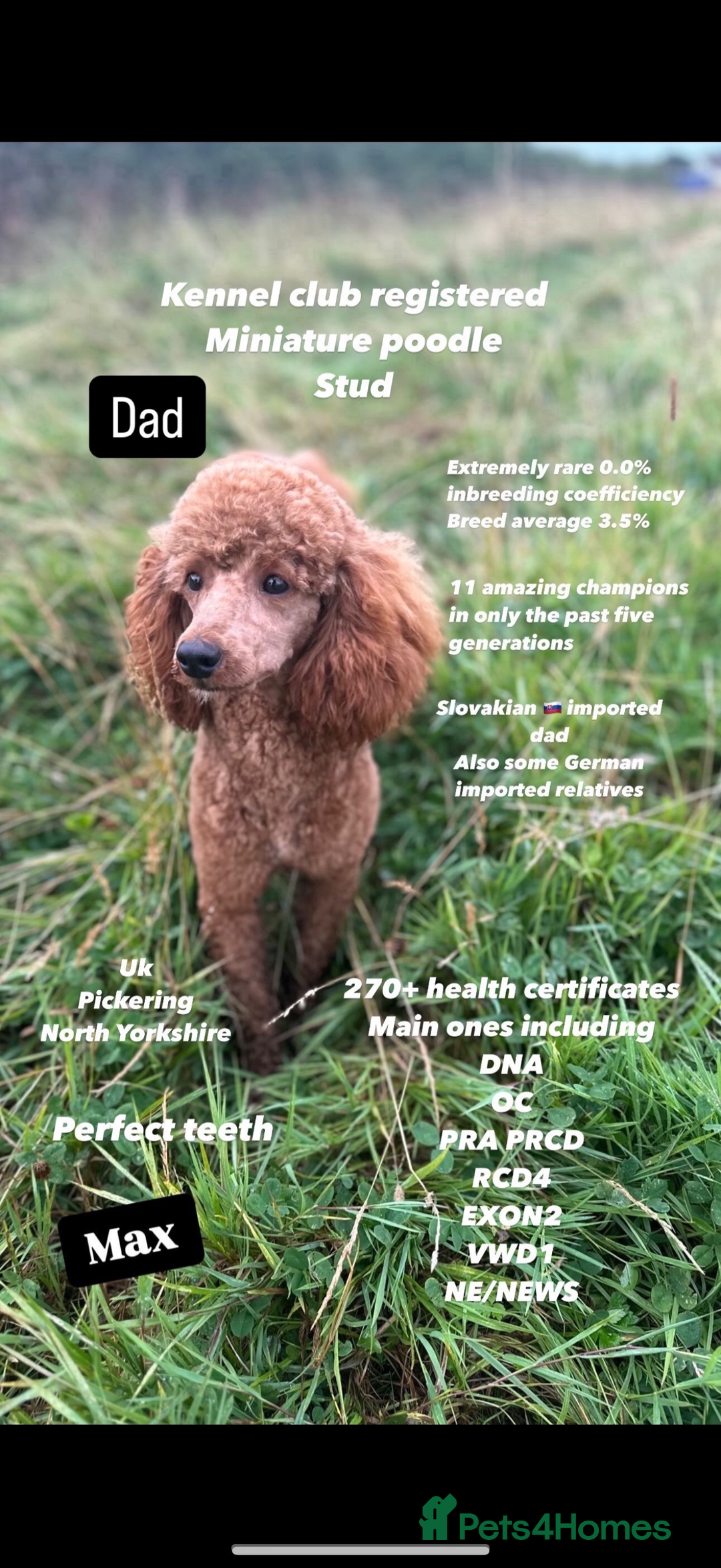Cockapoo dogs for sale: 🏆 f1 miniature show Cockapoos fully health tested - Image 3