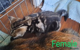 British Shorthair cats for sale: Tabby Female, White Tabby Male Kittens 4wks old - Image 5