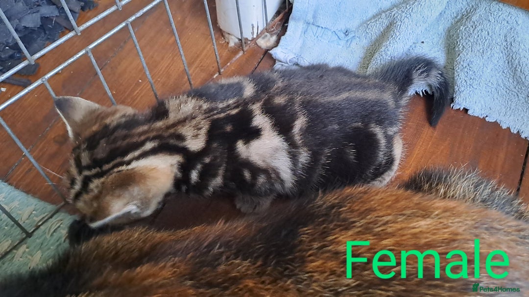 British Shorthair cats for sale: Tabby Female, White Tabby Male Kittens 4wks old - Image 5