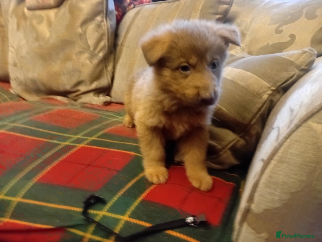 German Shepherd dogs for sale: Rare colours straight backed german shepherds - Advert 7