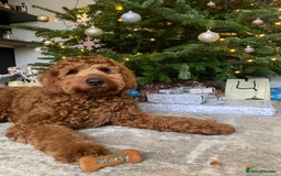 Australian Labradoodle dogs for stud: Australian Labradoodle Stud – Excellent Bloodlines - Image 5