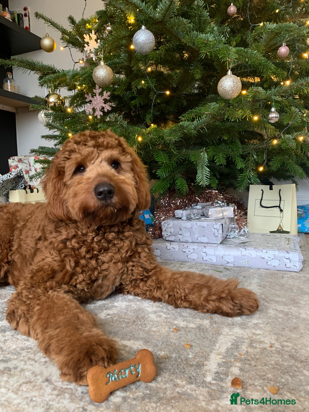 Australian Labradoodle dogs for stud: Australian Labradoodle Stud – Excellent Bloodlines - Image 5
