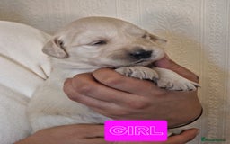 Golden Retriever dogs for sale: 🐾Pure Golden retrievers puppy🐾 - Image 5