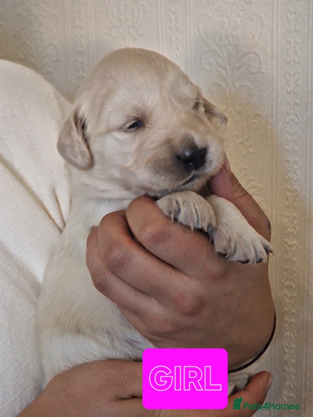 Golden Retriever dogs for sale: 🐾Pure Golden retrievers puppy🐾 - Image 5