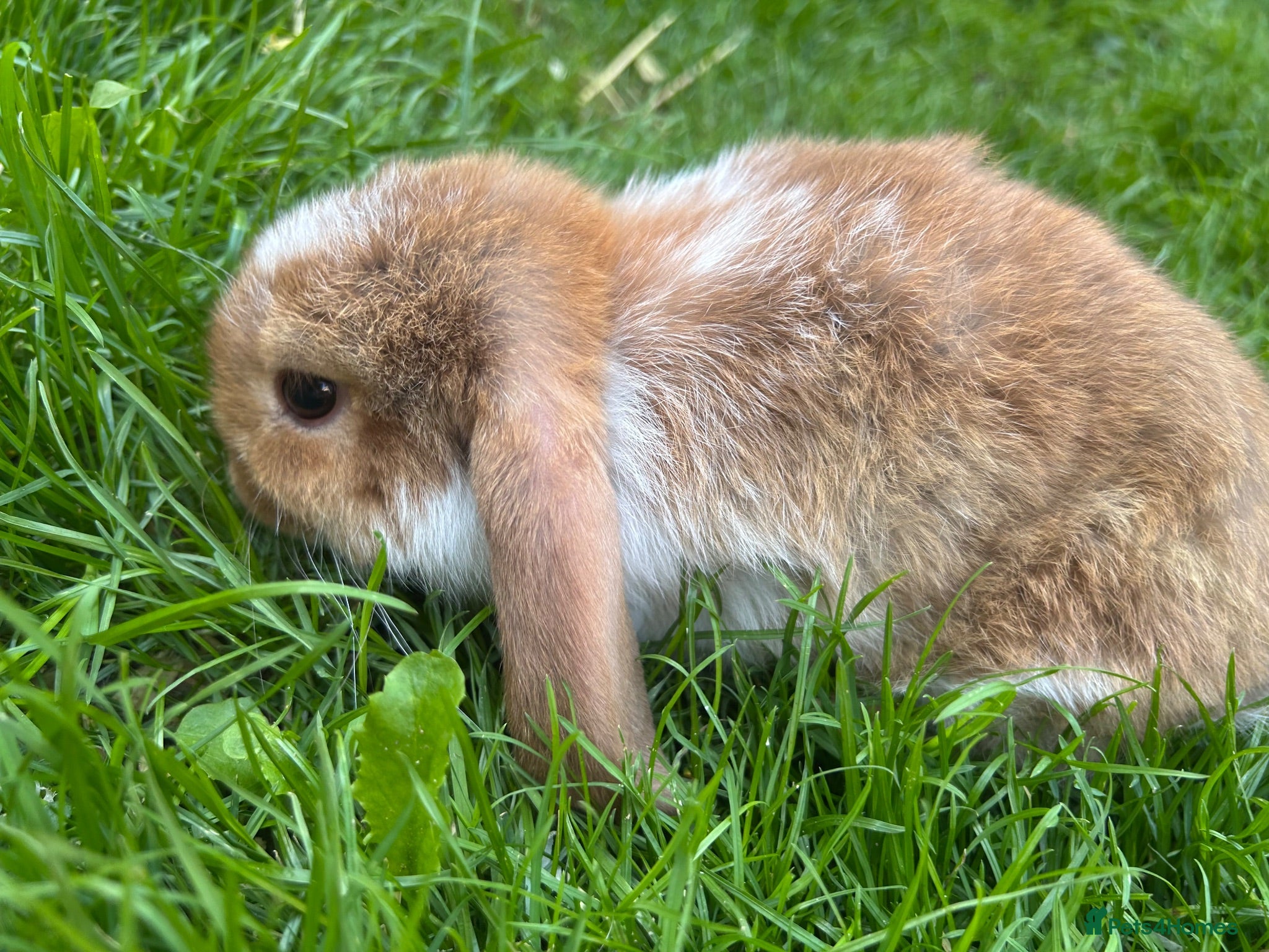 Mini Lop rabbits Mini Loops up for Reservation 1 left - Advert 14