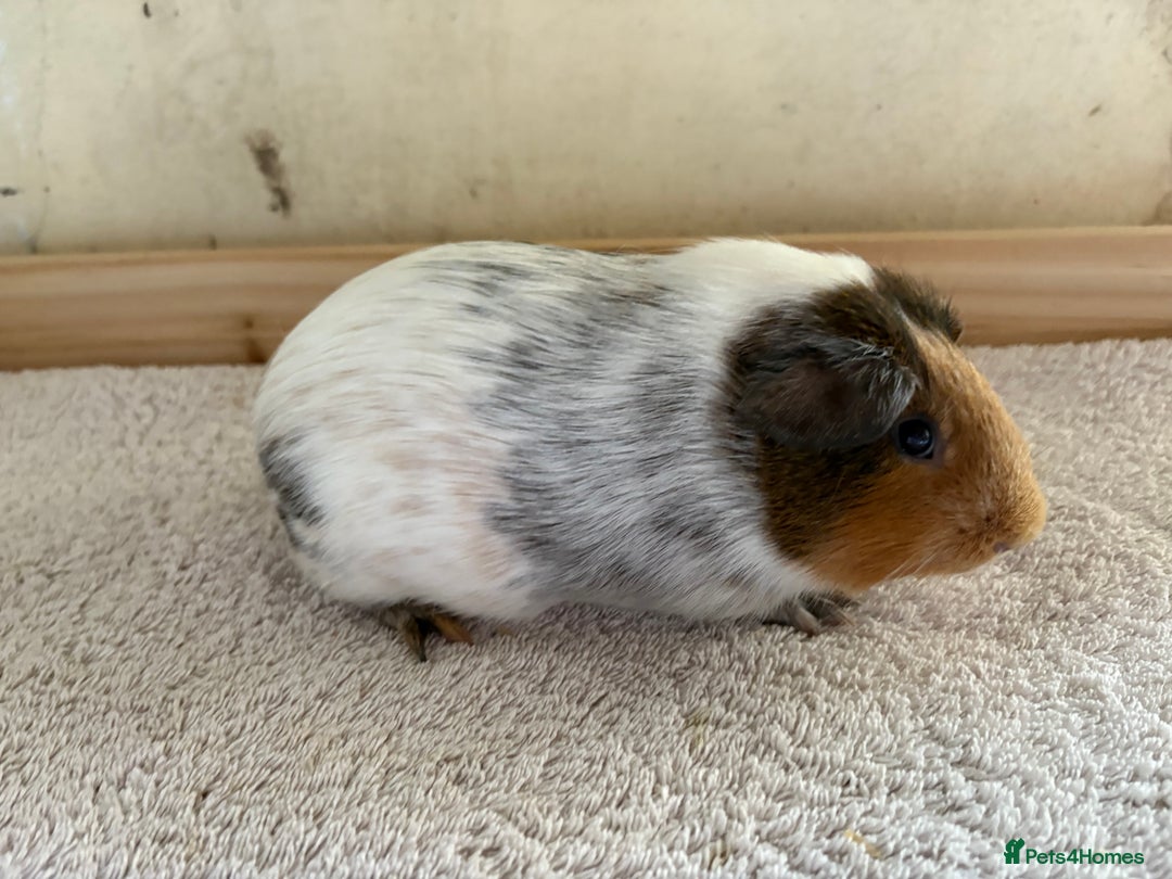Guinea Pig rodents for sale: Pair of male guinea pigs  - Image 2