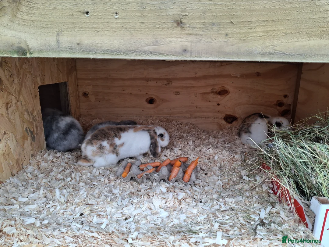 Mini Lop rabbits for sale: Young lop bunnies  - Advert 2