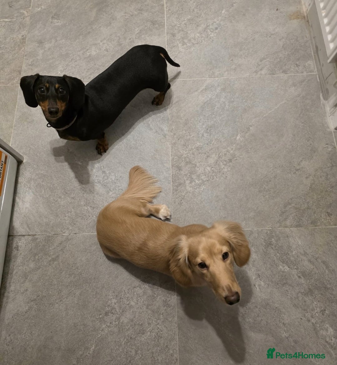 Dachshund dogs for sale: Long Haired Cream Dachshund - Advert 6