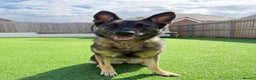 German Shepherd dogs for sale: Lovely German Shepherd Girl -Rare GSD Working Line - Advert 2