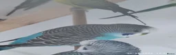 Budgerigars birds for sale: Budgies in London  - Advert 6
