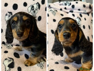 Miniature Dachshund dogs Gorgeous KC longhair miniature dachshund puppies - Advert 13