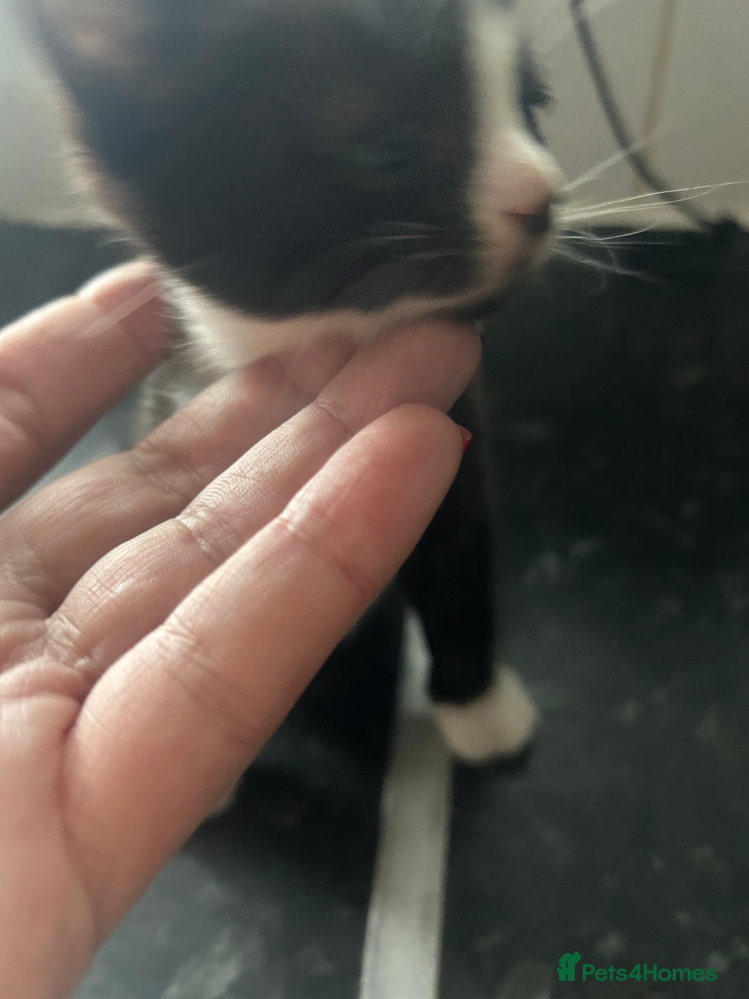 Mixed Breed cats for sale: Adorable kittens waiting for a good home - Image 5