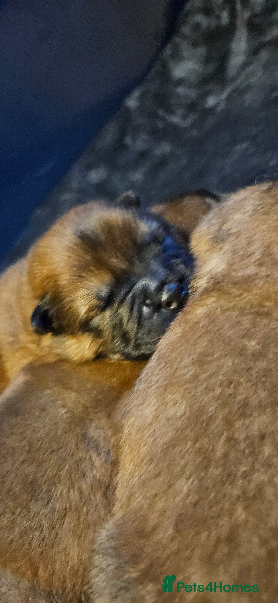 Chow Chow dogs for sale: Kc registered Chow chow puppies  - Advert 5