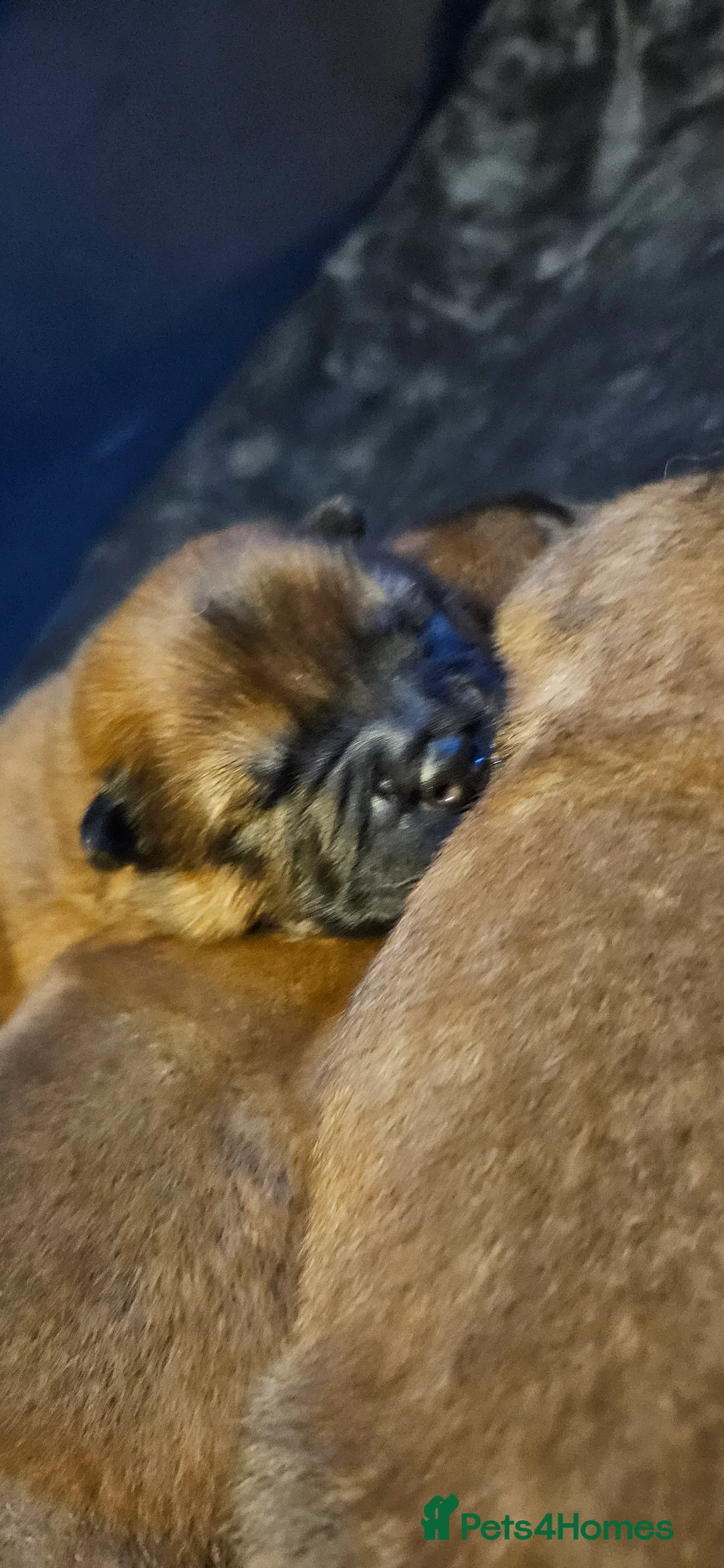 Chow Chow dogs for sale: Kc registered Chow chow puppies  - Advert 5