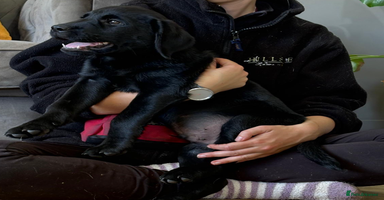 Labrador Retriever dogs - Advert 11