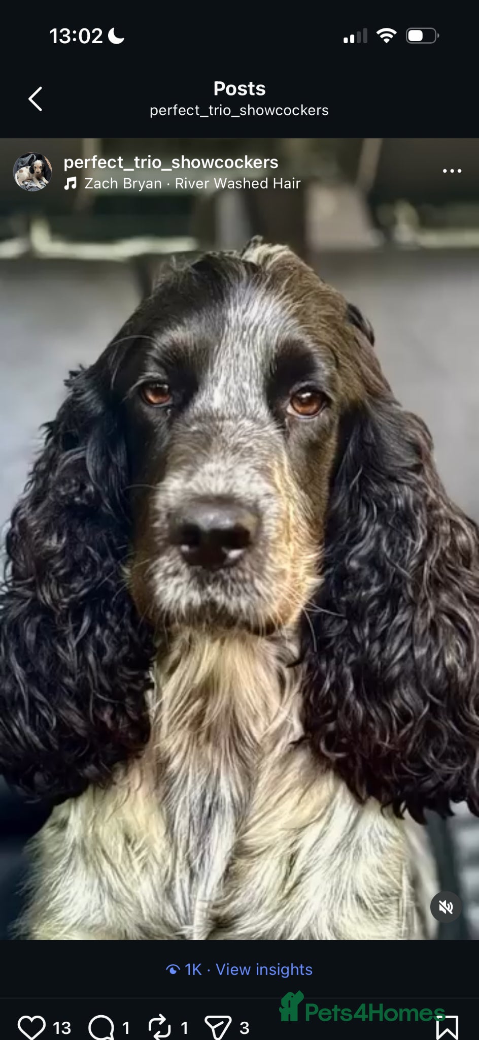 Cocker Spaniel dogs for sale: Special Litter Incredible Pups  in Fordingbridge - Advert 3