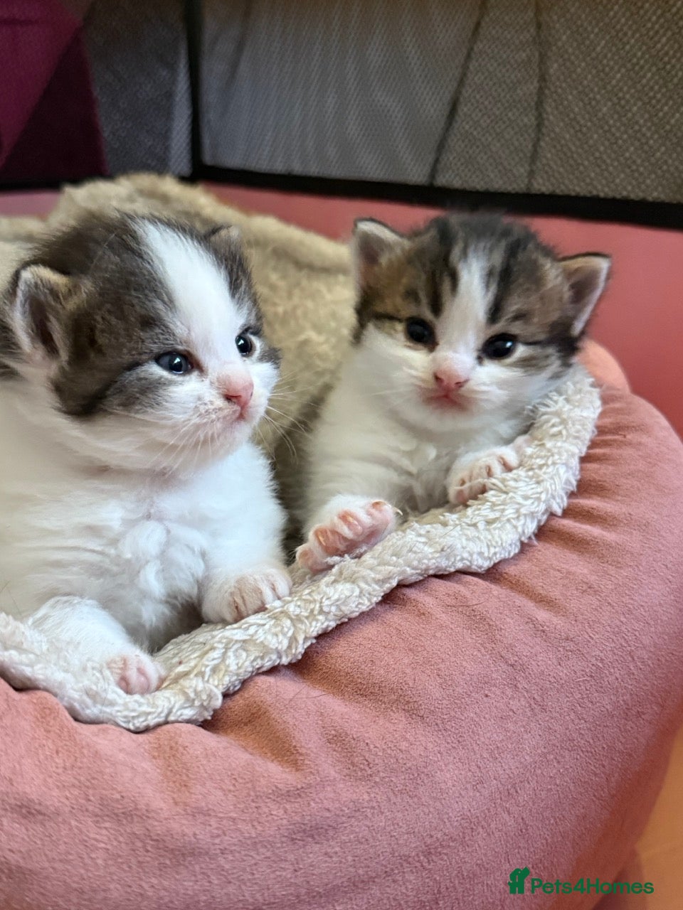 British Shorthair cats Beautiful Family Raised Kittens  - Advert 10