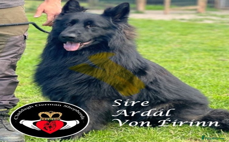 German Shepherd dogs - Advert 2