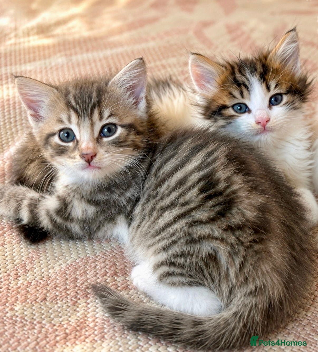 Siberian cats Fluffy kittens  - Advert 2
