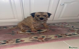 Border Terrier dogs for sale: Pedigree slem clear border terrier - Image 10