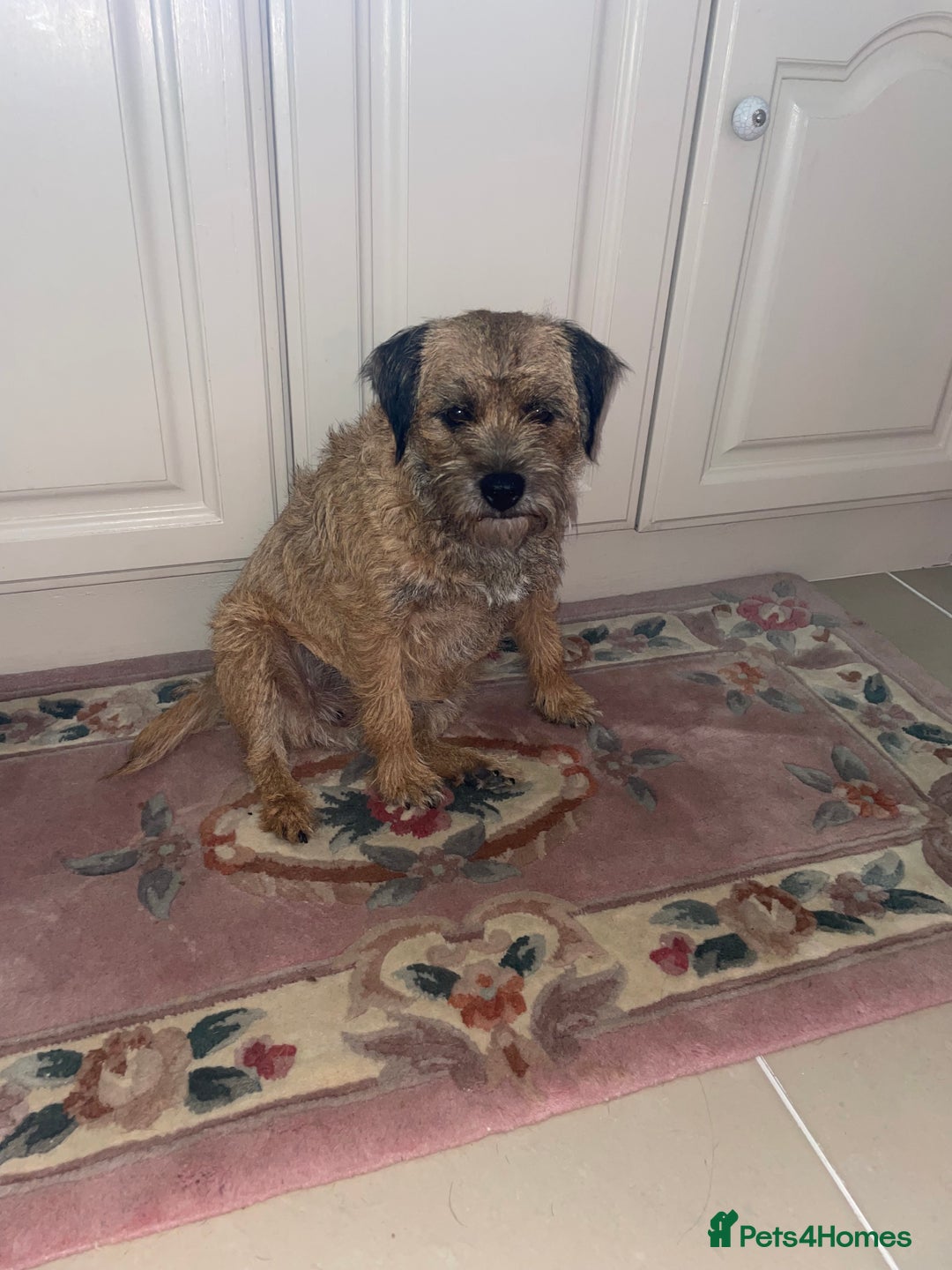 Border Terrier dogs for sale: Pedigree slem clear border terrier - Image 10