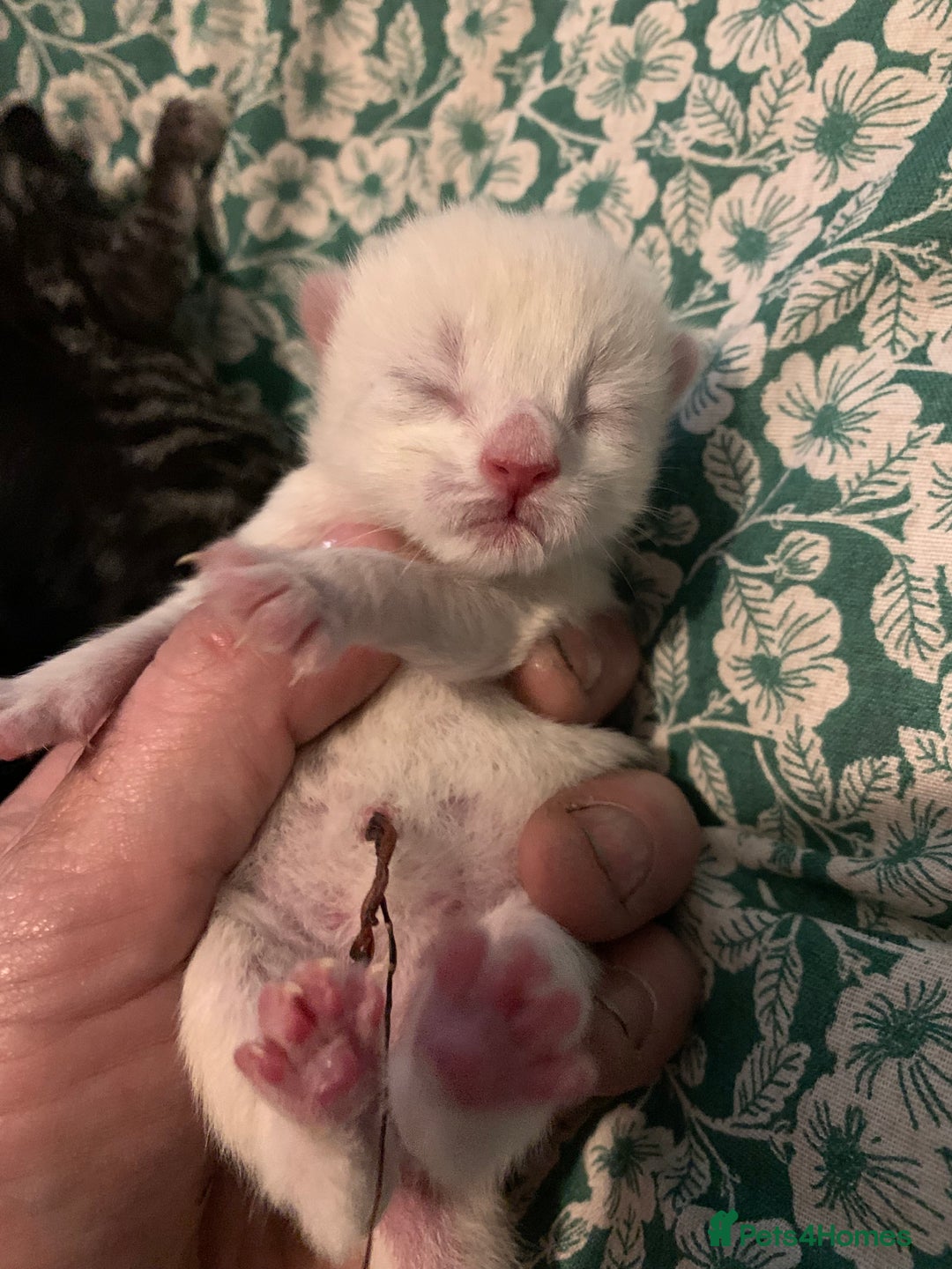 Siamese cats for sale: 🐾✨ White Siamese Maggir Became a Mum! ✨🐾 - Image 12