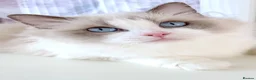 Ragdoll cats for sale: INDOOR FULL PEDIGREE 4 YEARS RAGDOLL FEMALE CAT - Advert 6