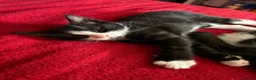 Mixed Breed cats for sale: Mixed breed kittens  - Advert 8