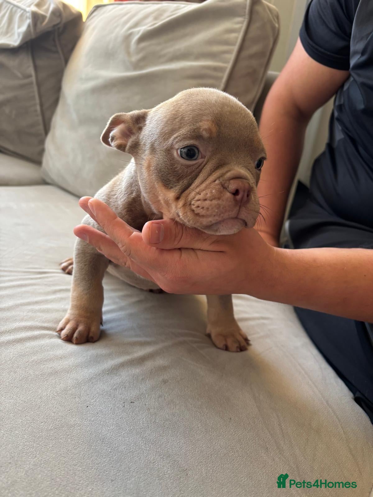 American Bully dogs !READY TODAY! Lilac’s microbully puppy’s💖🩵😍 - Advert 1