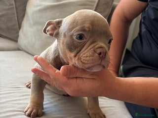 American Bully dogs !READY TODAY! Lilac’s tri microbully puppy’s💖🩵😍 - Advert 8