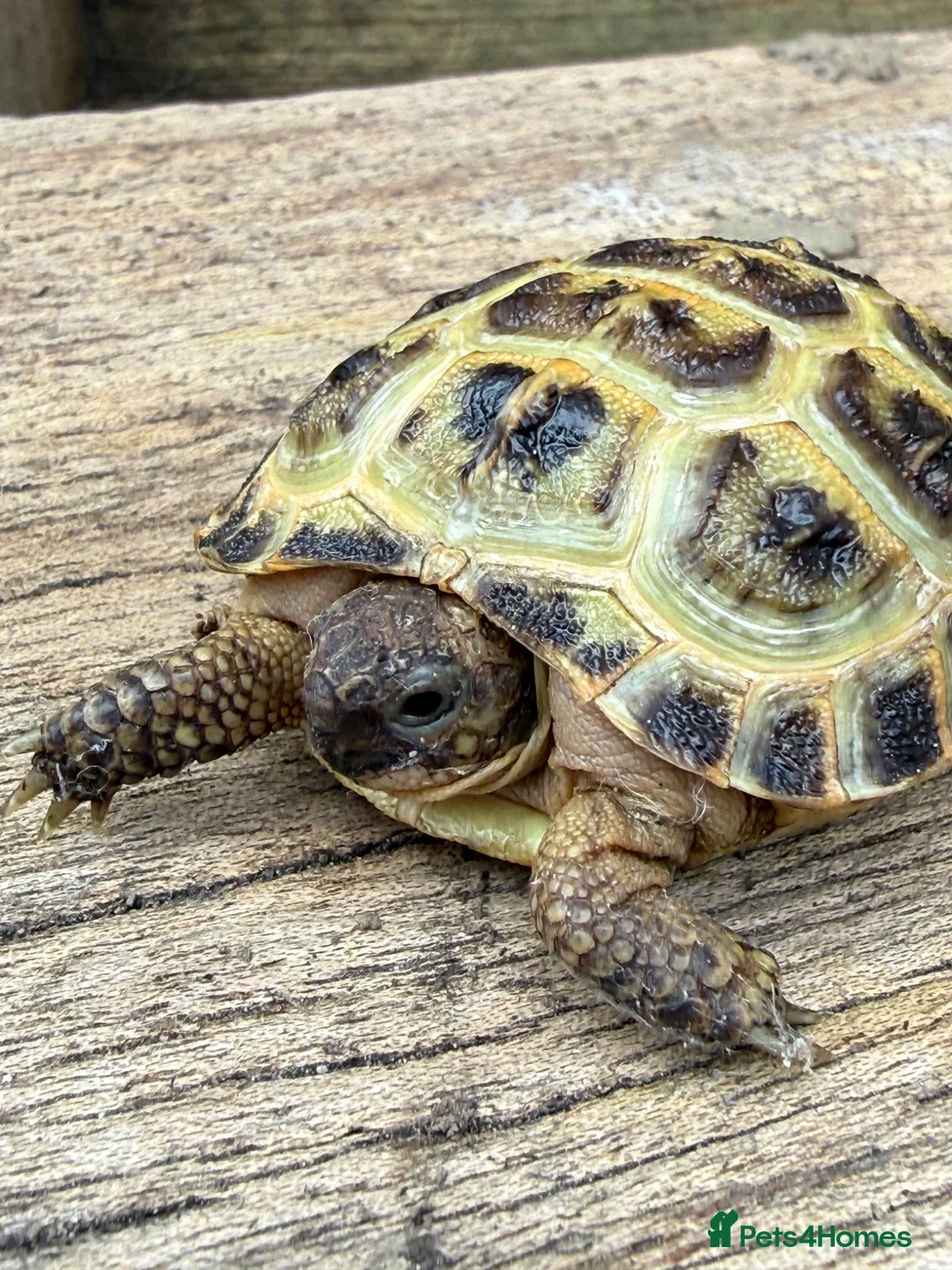 Tortoise reptiles for sale: Baby Horsefield tortoise  in Barnsley - Advert 1