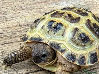 Tortoise reptiles for sale: Baby Horsefield tortoise - Advert 2