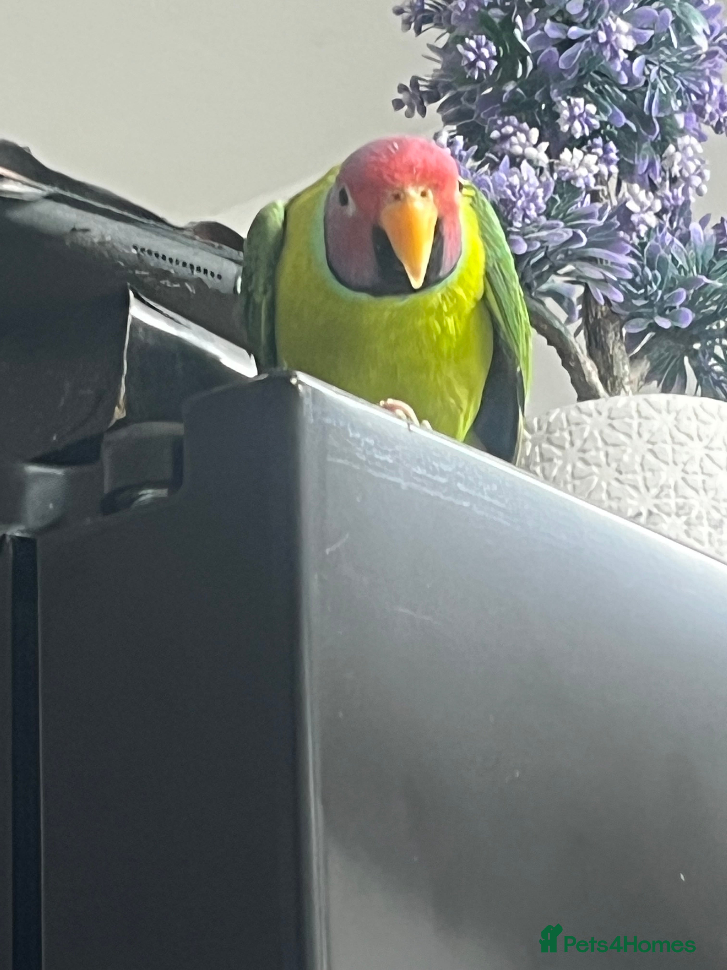 Ringnecks birds Plum headed parakeet - Advert 21