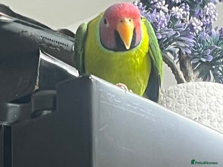 Ringnecks birds Indian Ring neck - Advert 6