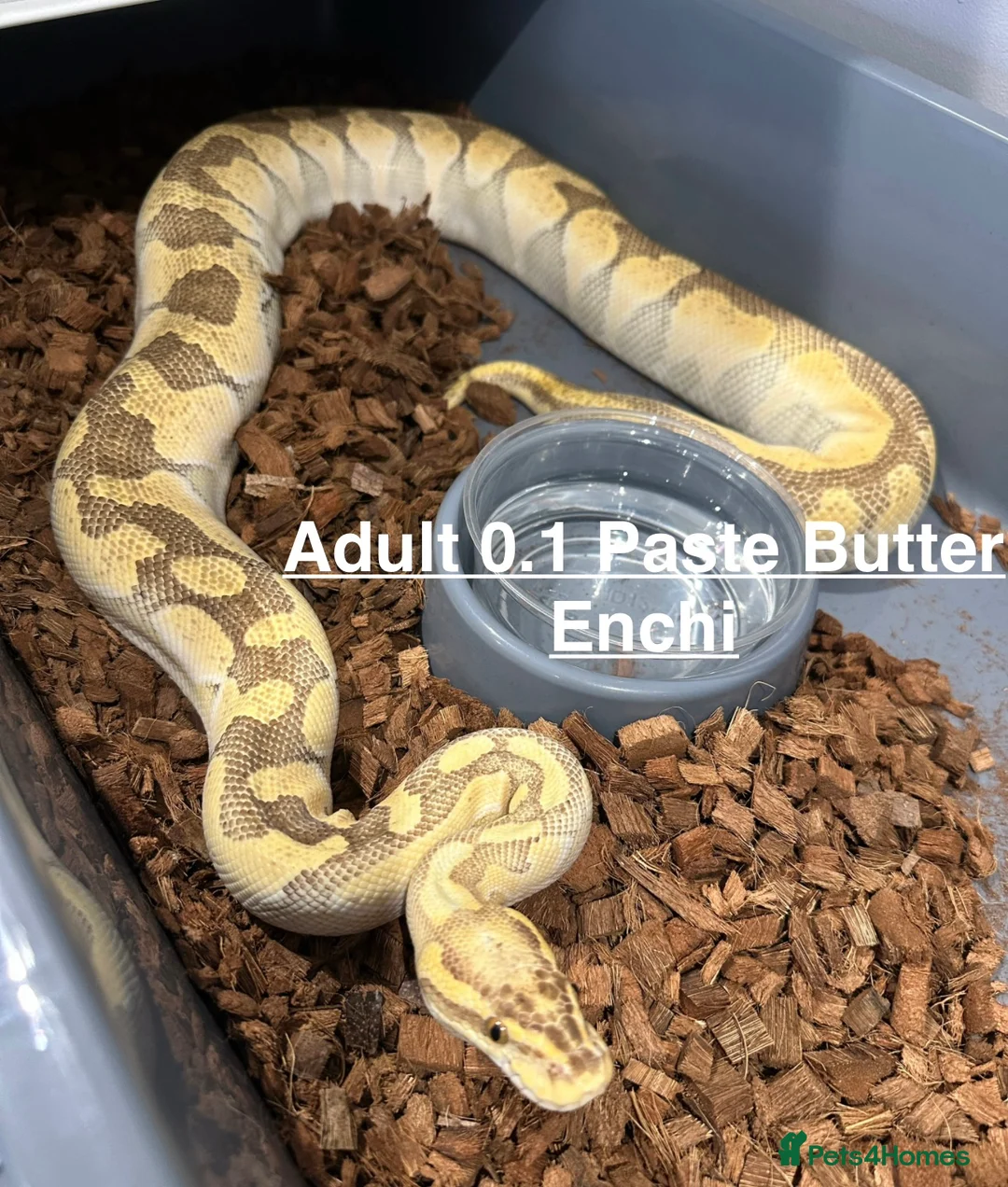 Python Snake reptiles for sale: Beautiful Royal Pythons for sale  - Advert 7