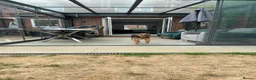 Mixed Breed dogs for adoption: Tiny Cookie is Looking for Forever Home 🐾 in St Albans - Advert 3
