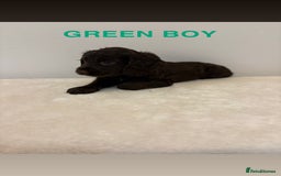 Cocker Spaniel dogs for sale: Gorgeous Full Cocker Spaniel Pups  - Image 10