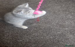 Persian cats for sale: Persian Kitten 3 - For sale 5 female  persain  - Image 26